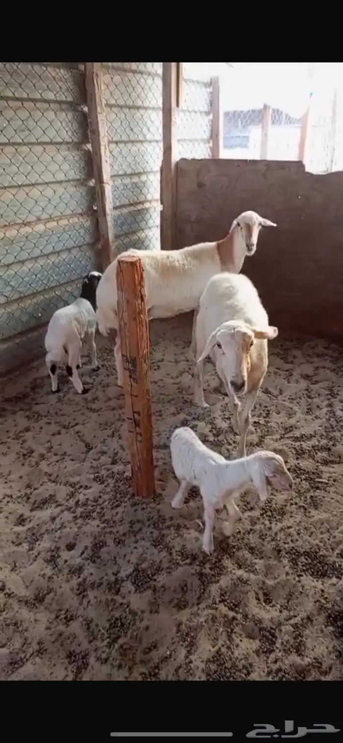 حريات مقاني 2