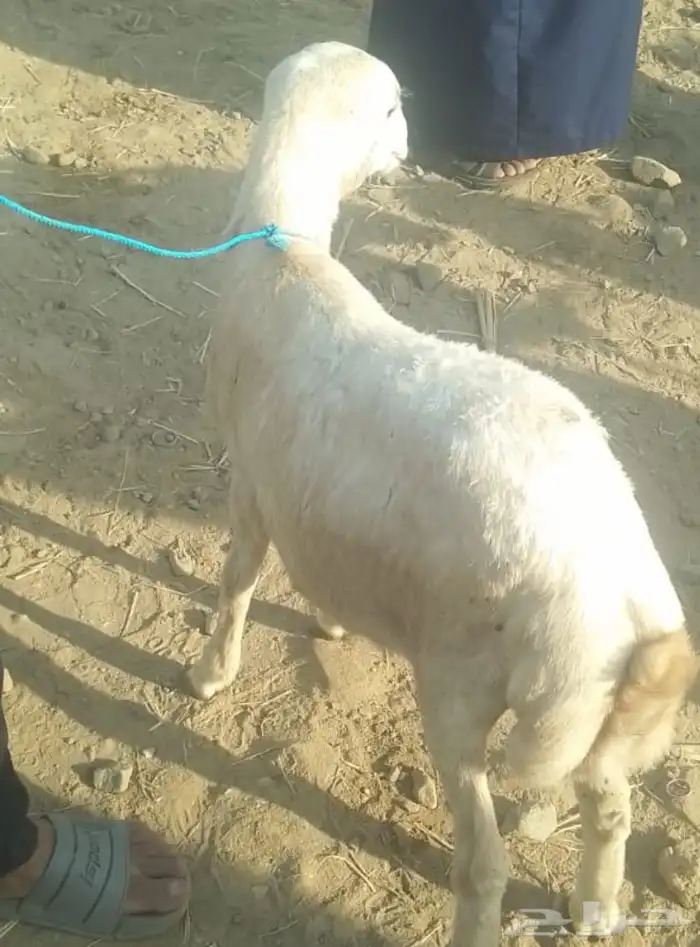 كبس للبيع العمر. 3 اشهر 3