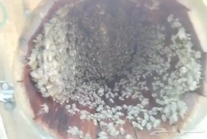 نحل للبيع كفو 16