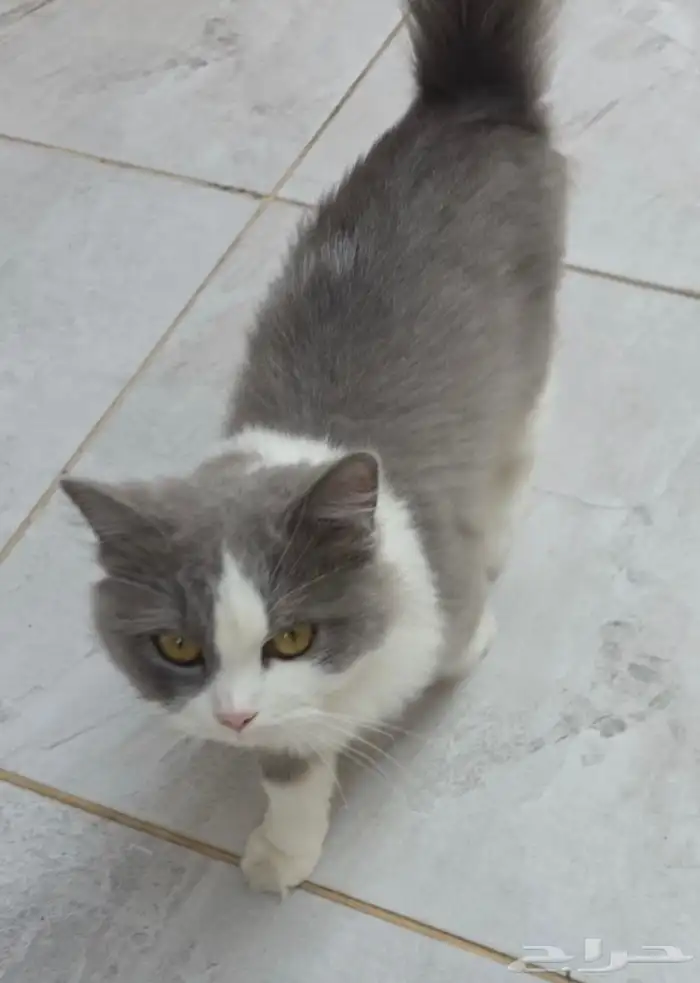 قطه انثى للتبني 1