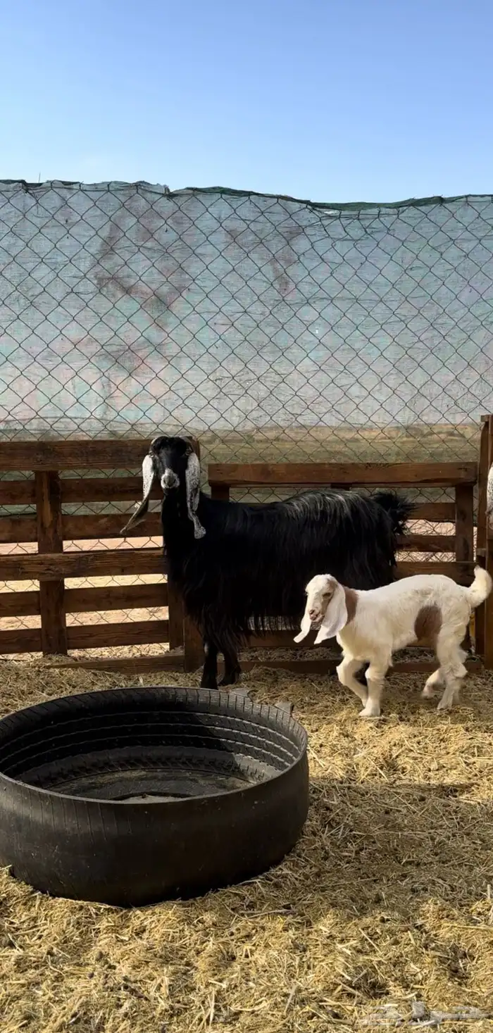 عنزين ولد للبيع 1