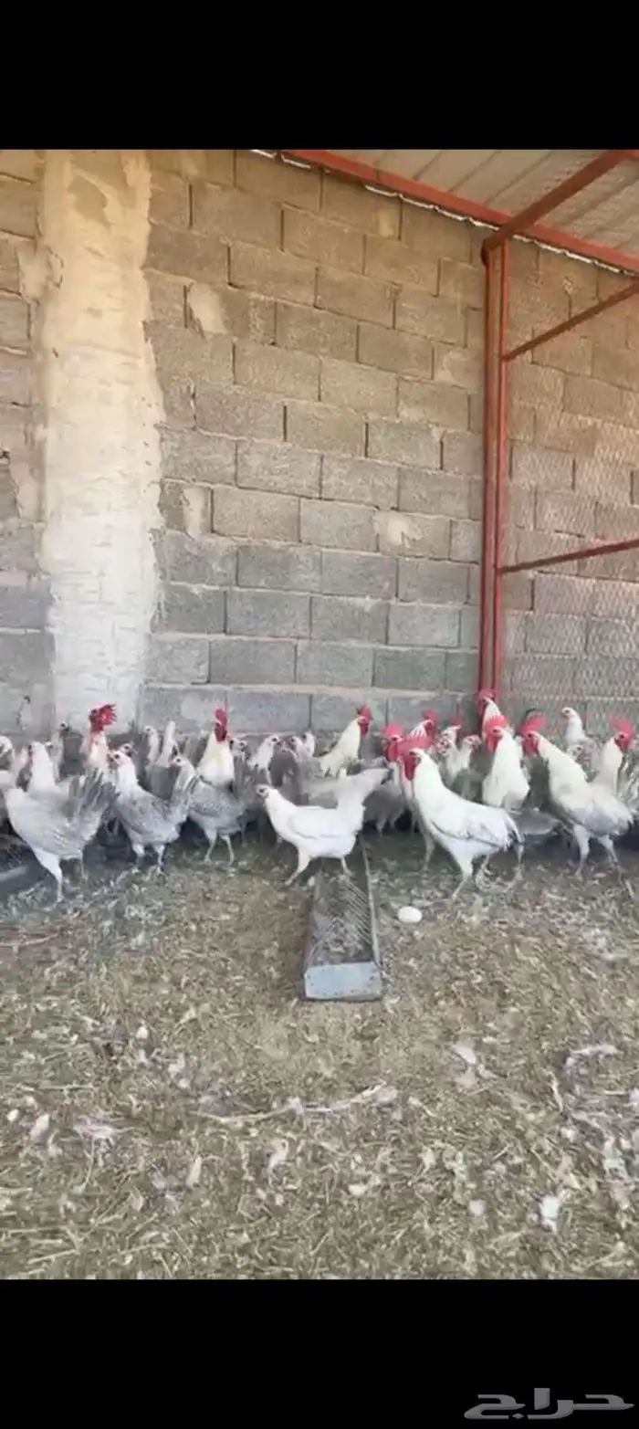 صوص فيومي شبابي والالمنيوم 7