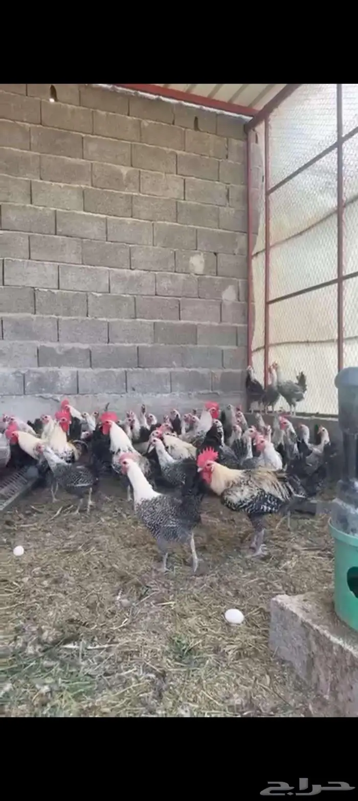 صوص فيومي شبابي والالمنيوم 6