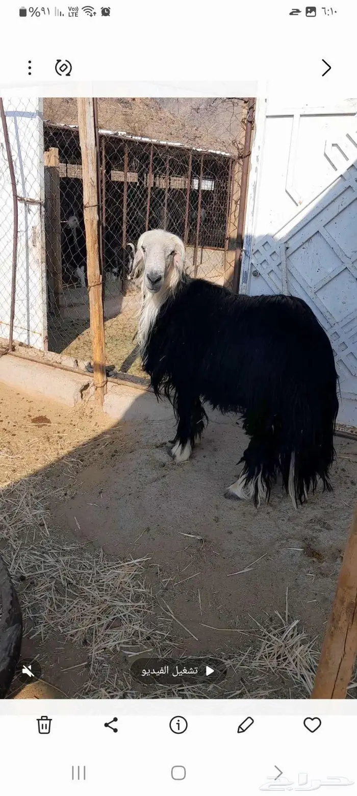 للبيع فحول نجد 0