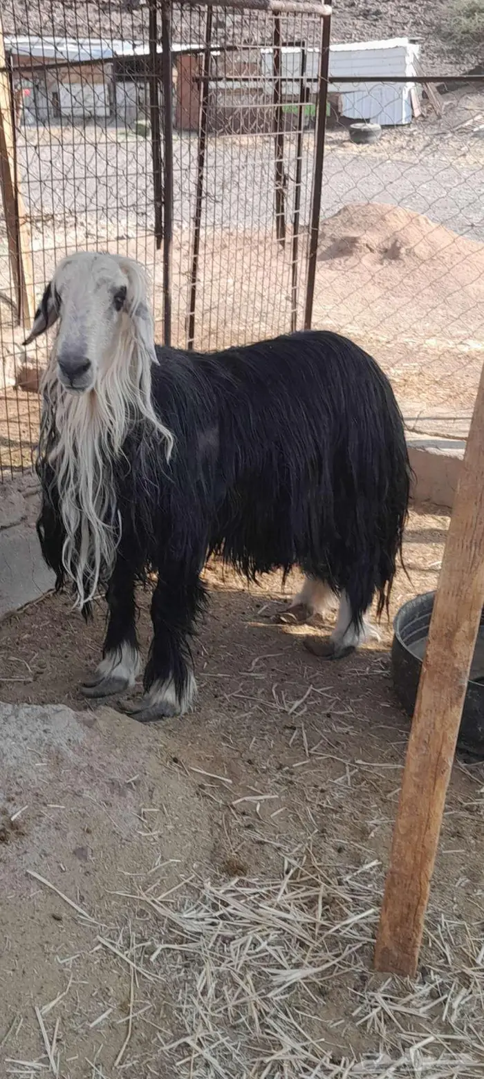 للبيع فحول نجد 1