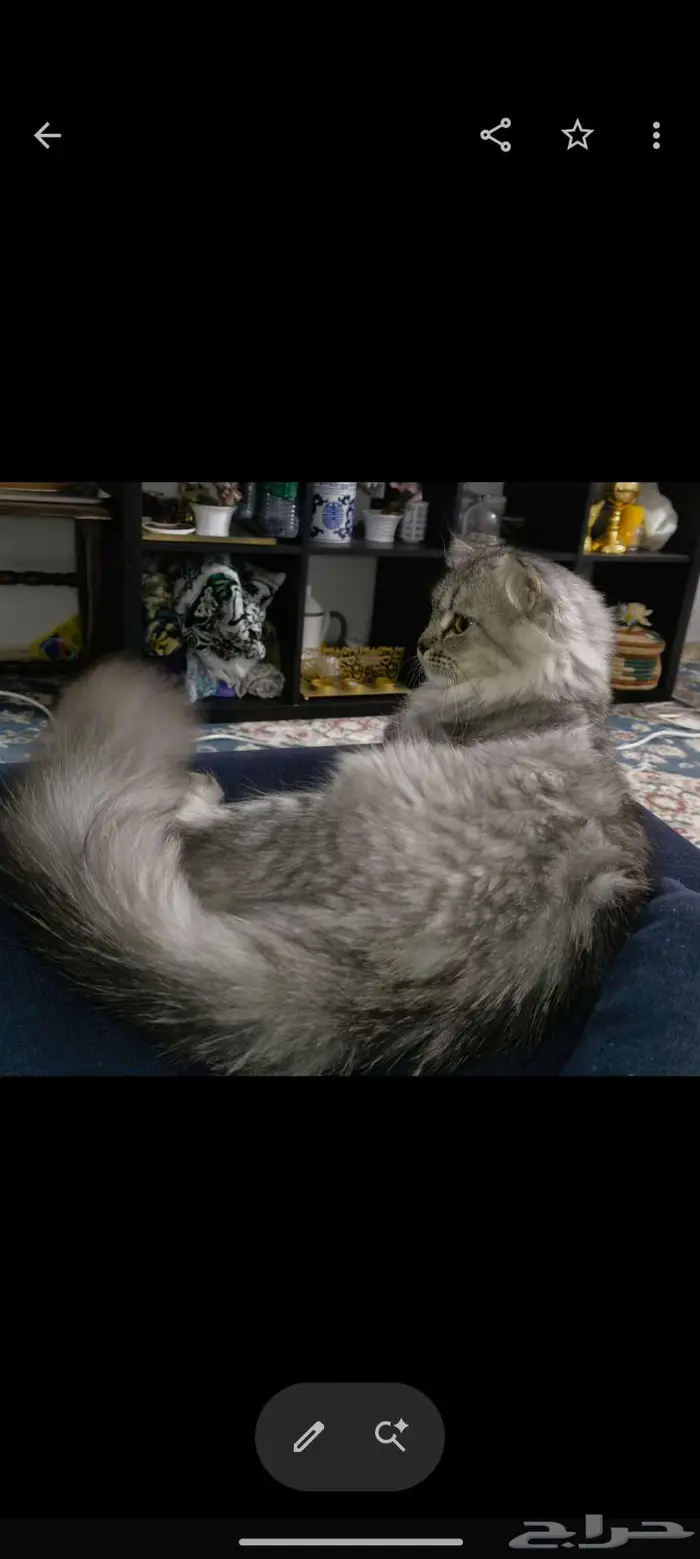للتبني . . قطة جميلة جدا وكأنها أميرة . . 0