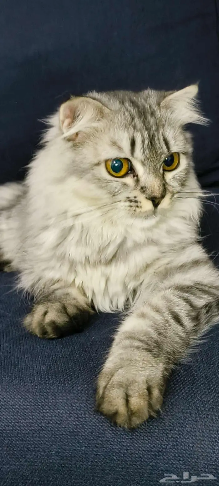 للتبني . . قطة جميلة جدا وكأنها أميرة . . 1