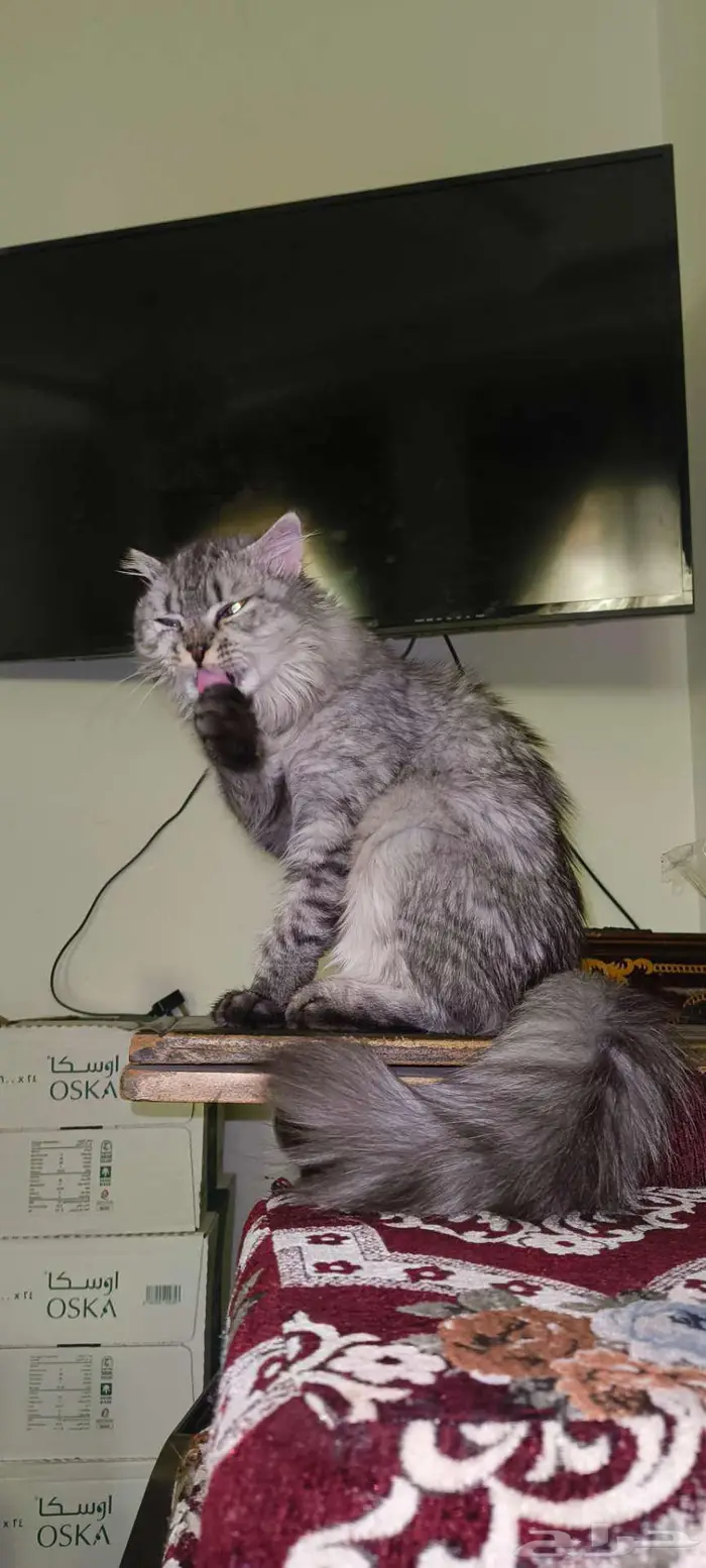 للتبني . . قطة جميلة جدا وكأنها أميرة . . 4