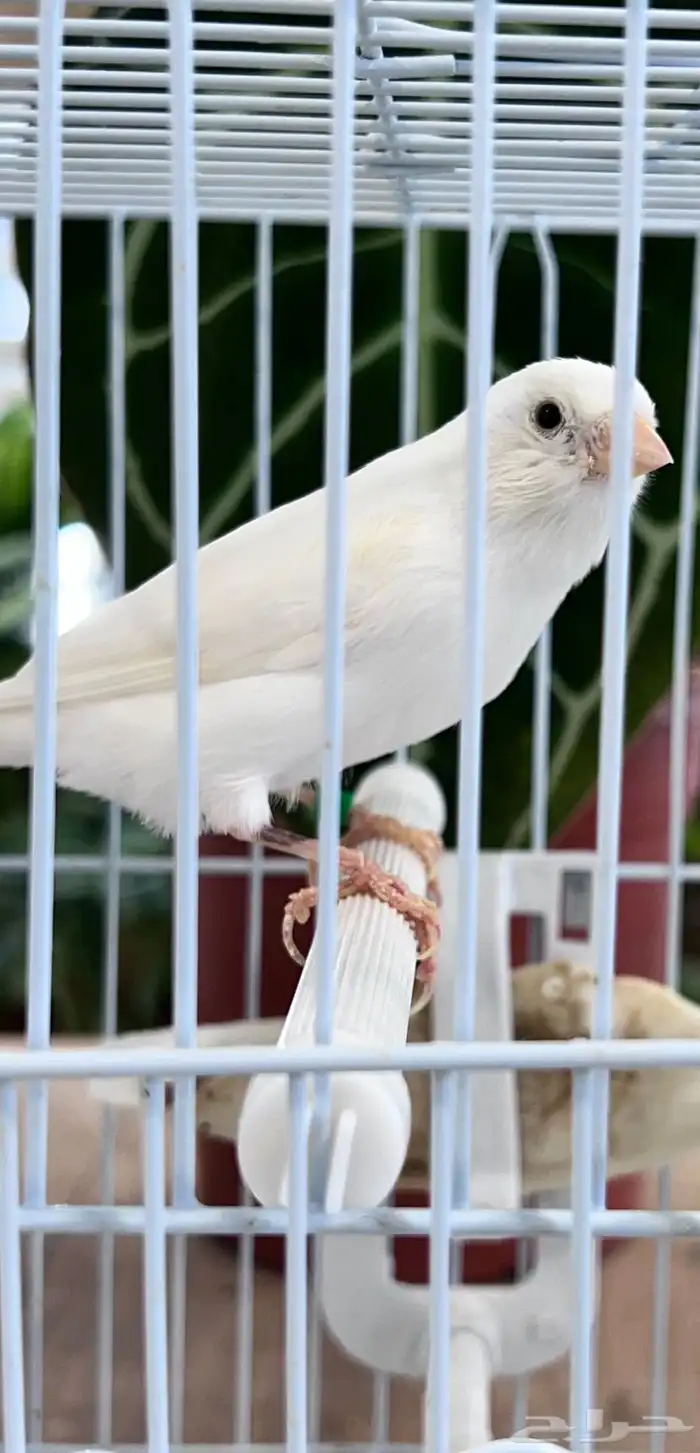 انثى كناري 8