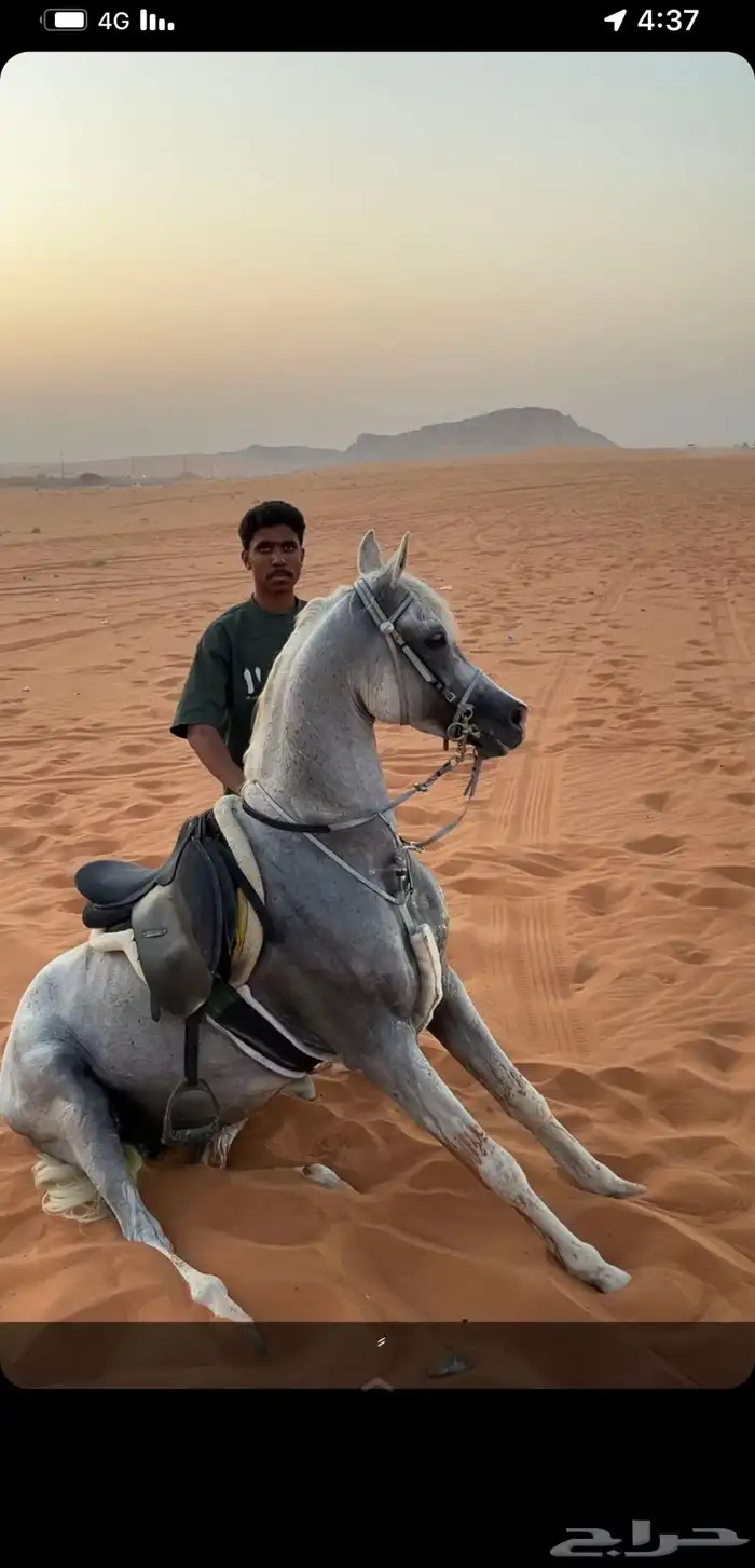 عسف الخيل و ايواء و تدريب على ركوب الخيل 2