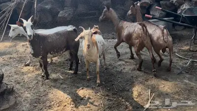 مشاريك 5 index