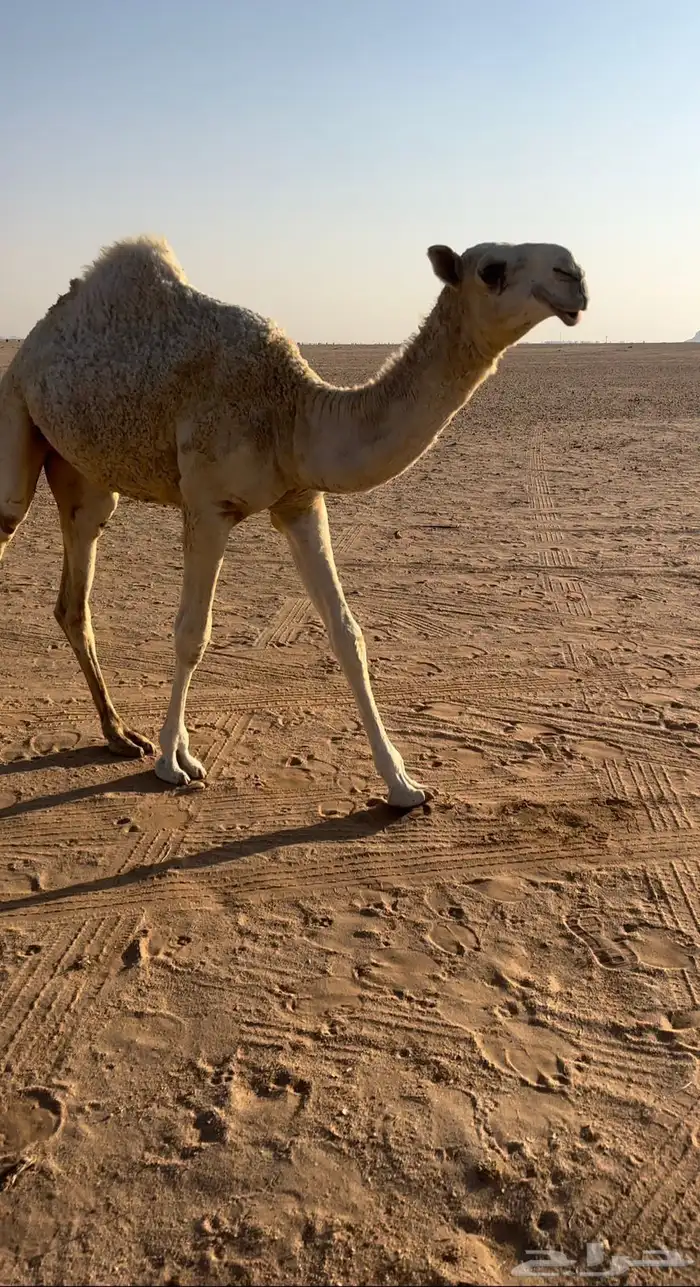 وضحا كفو حواره 0