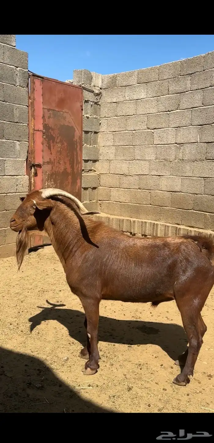 تيس فحل ادهم 0