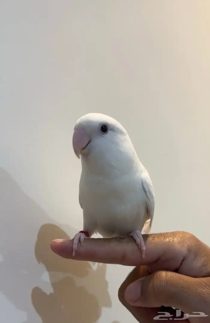 للبيع روز ذكر 0