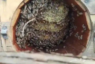 نحل للبيع كفو index