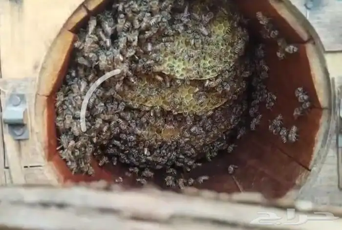 نحل للبيع كفو 8