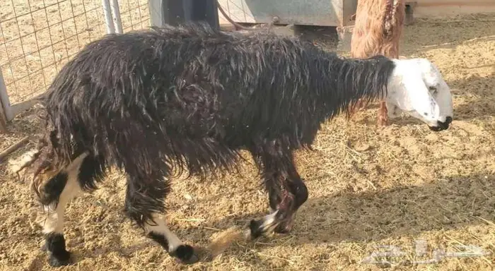 نعجتنين نجد 1