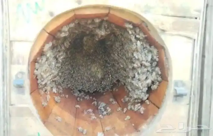 نحل للبيع كفو 15