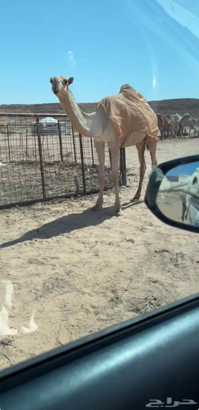 للبيع قعود اشعل على غرنوق منتج 9