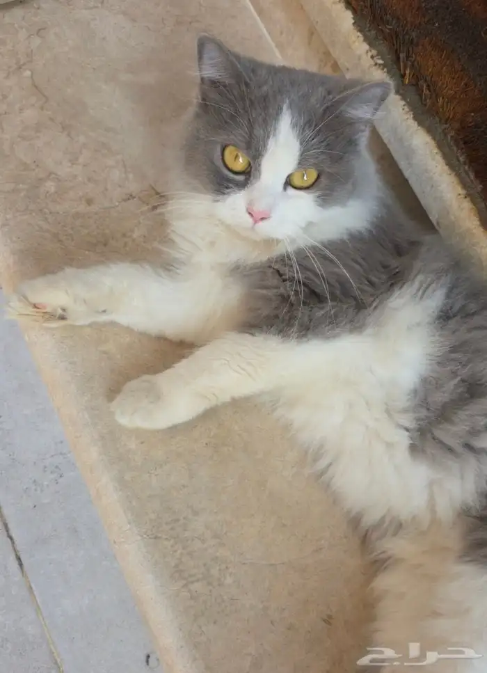 قطه انثى للتبني 0