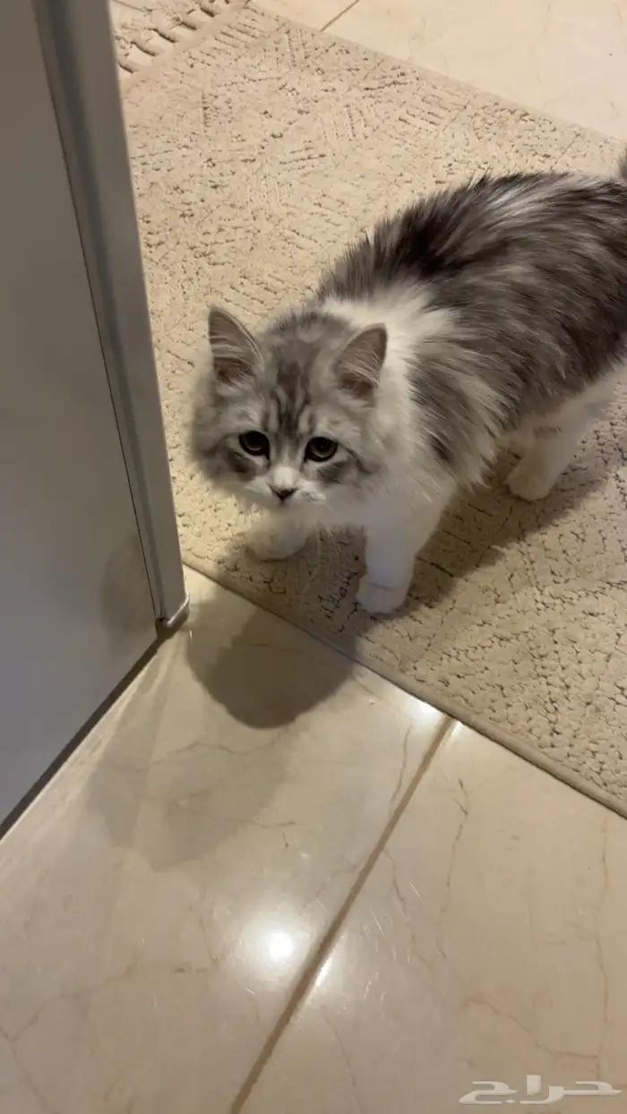 قطة انثى للتبني و اغراضها للبيع بقيمة 300 1