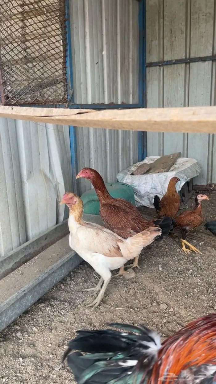 دجاج باكستاني 4