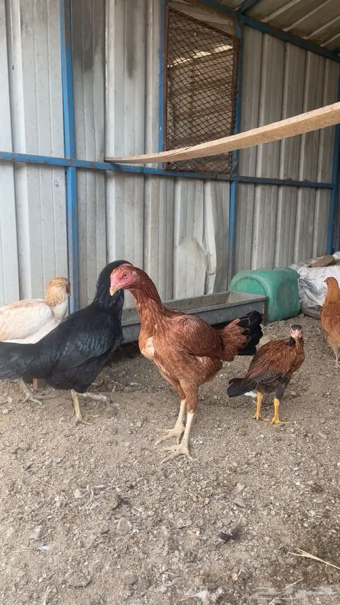 دجاج باكستاني 6