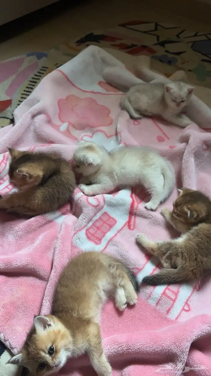 سكوتش تربل فولد 0