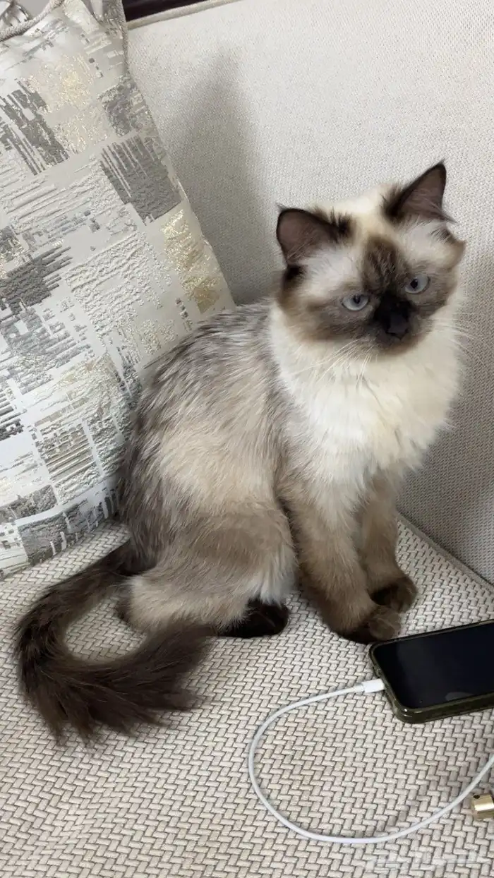 هملايا للبيع 2