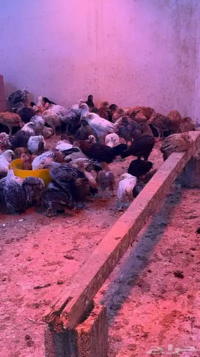 فقاسات ودجاج صغير وكبير index