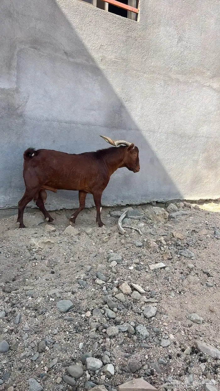 تيس للبيع الحد 3000 0