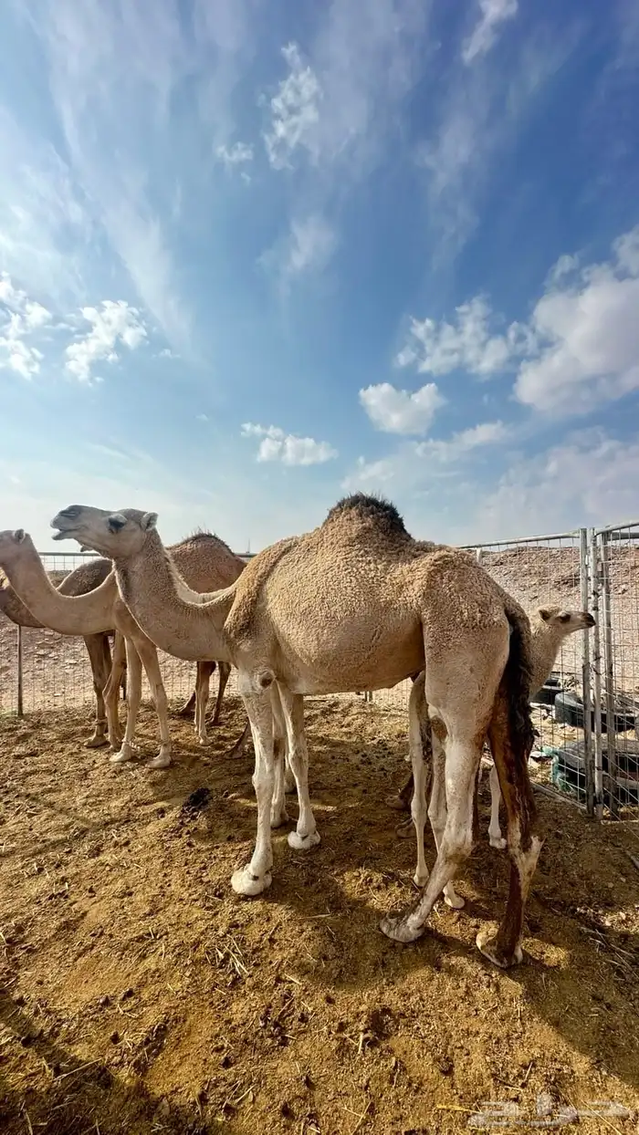 ناقه البيع 0