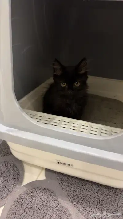 قط شيرازي index