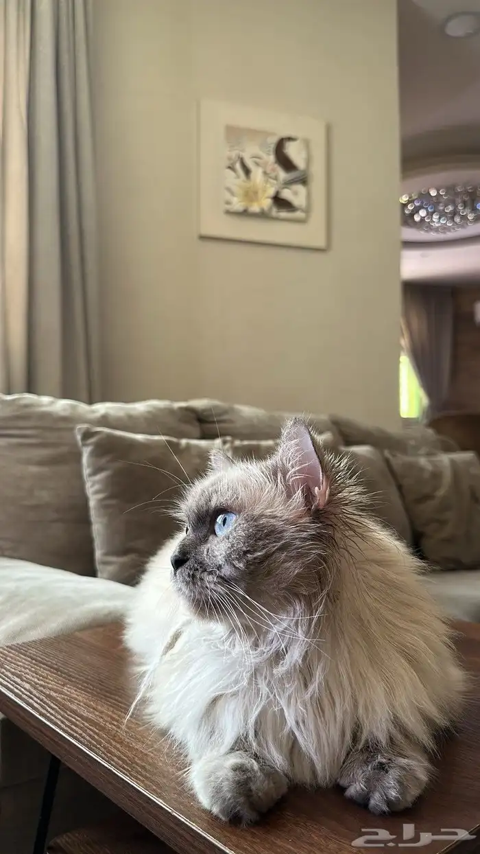 قطه همالايا 1