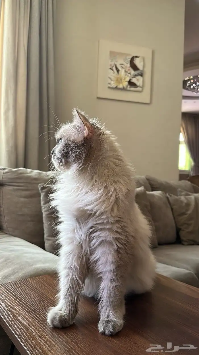 قطه همالايا 2