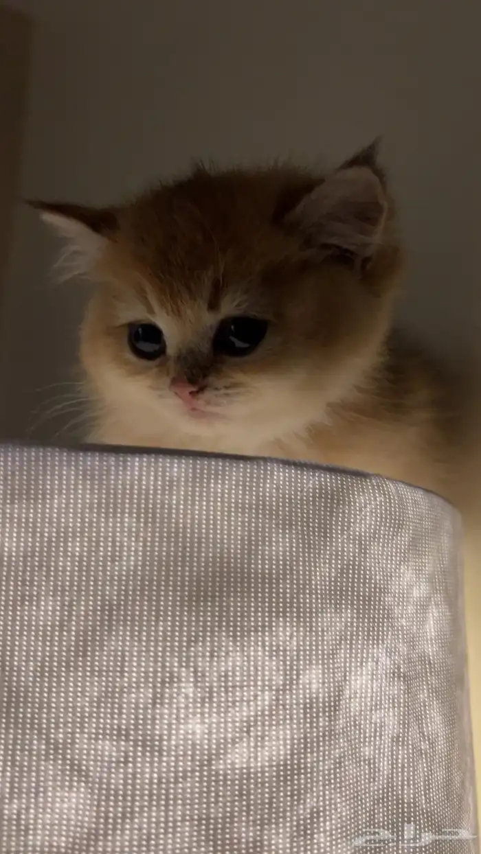 قطه سكوتش ستريت 0