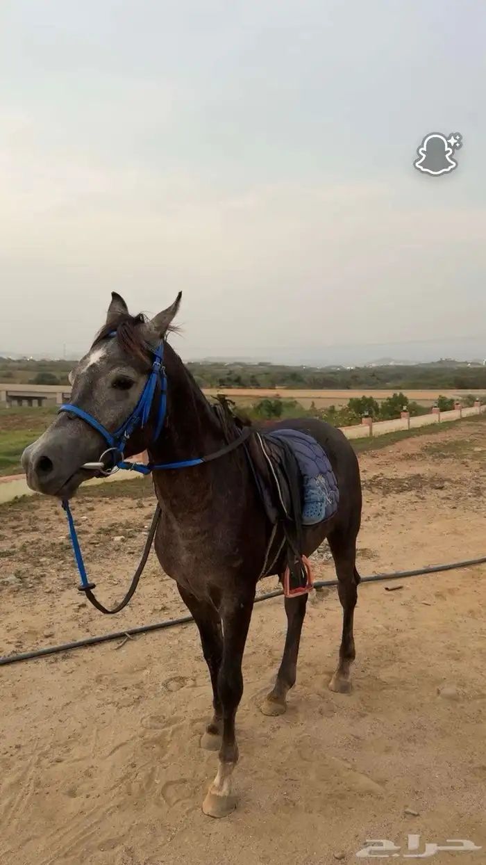 مهر معسوف للبيع 1