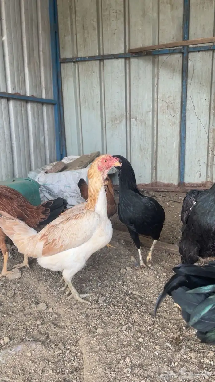 دجاج باكستاني 2