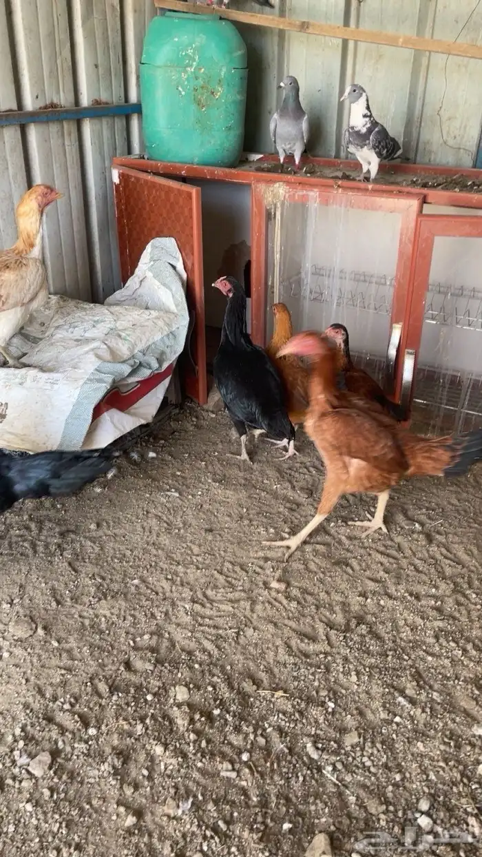 دجاج باكستاني 3