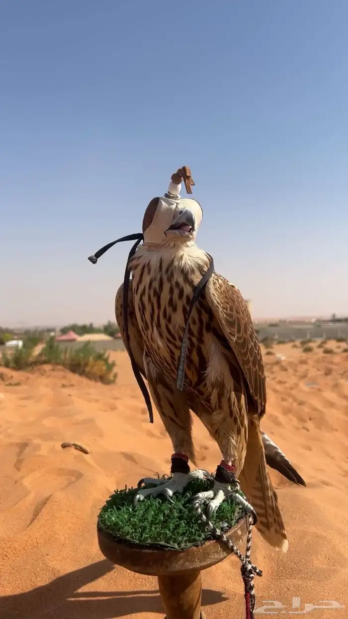 طير ضايع بالمشاهده 2