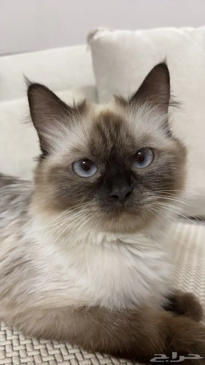 هملايا للبيع 1