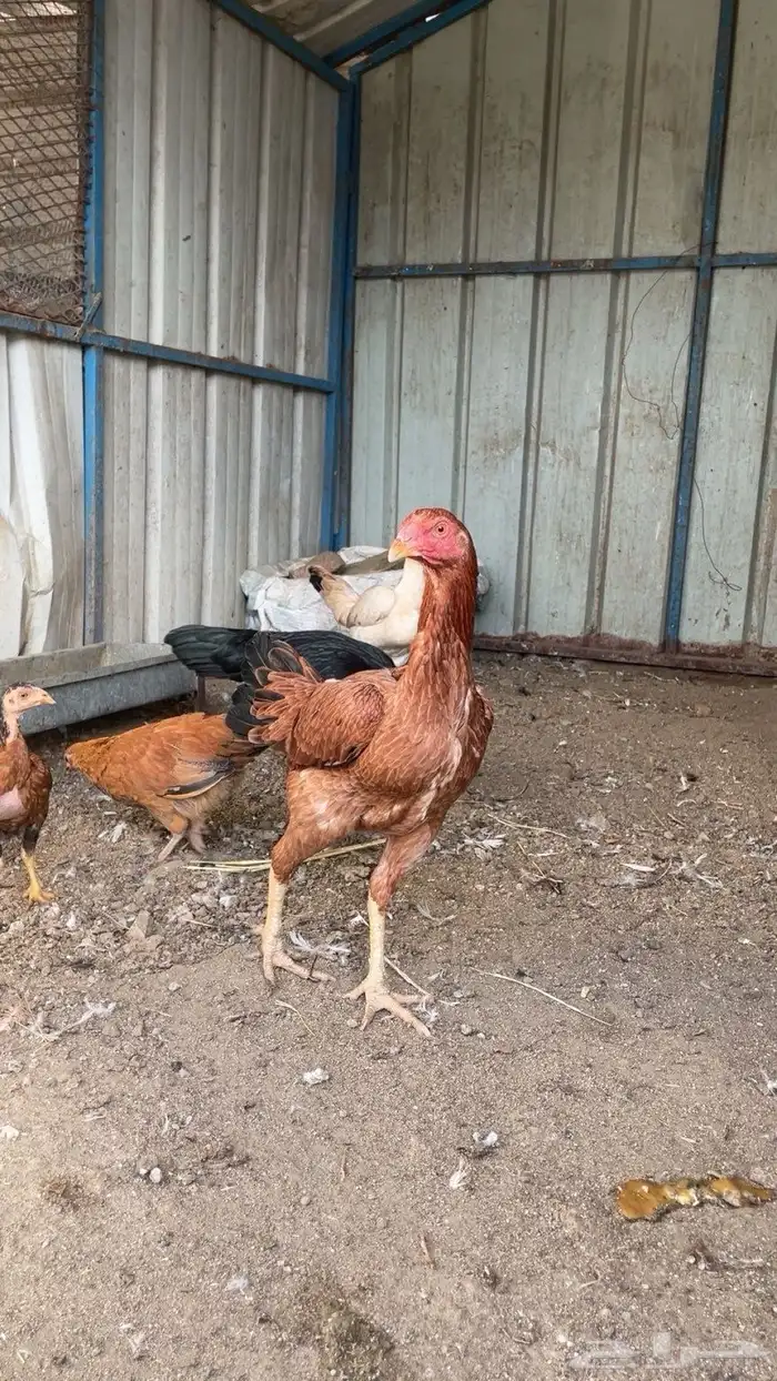 دجاج باكستاني 8