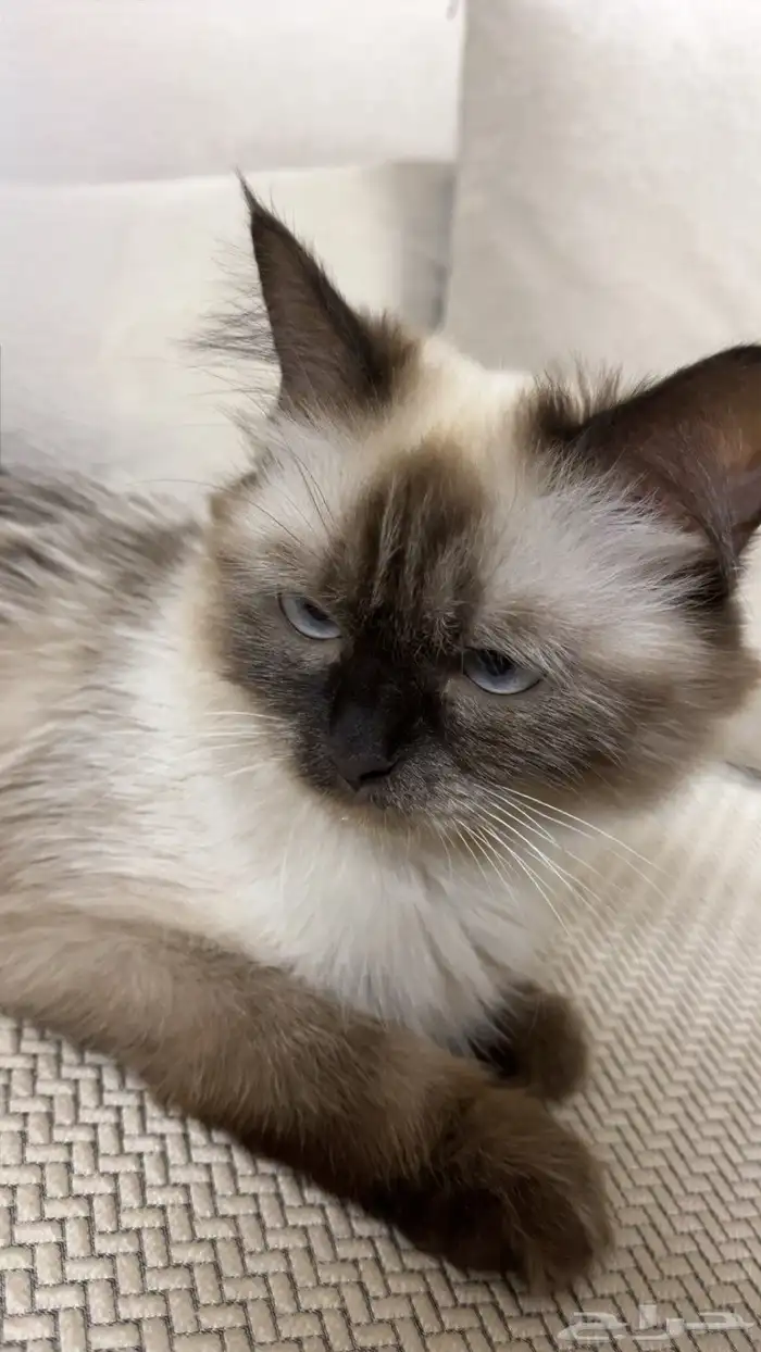 هملايا للبيع 0