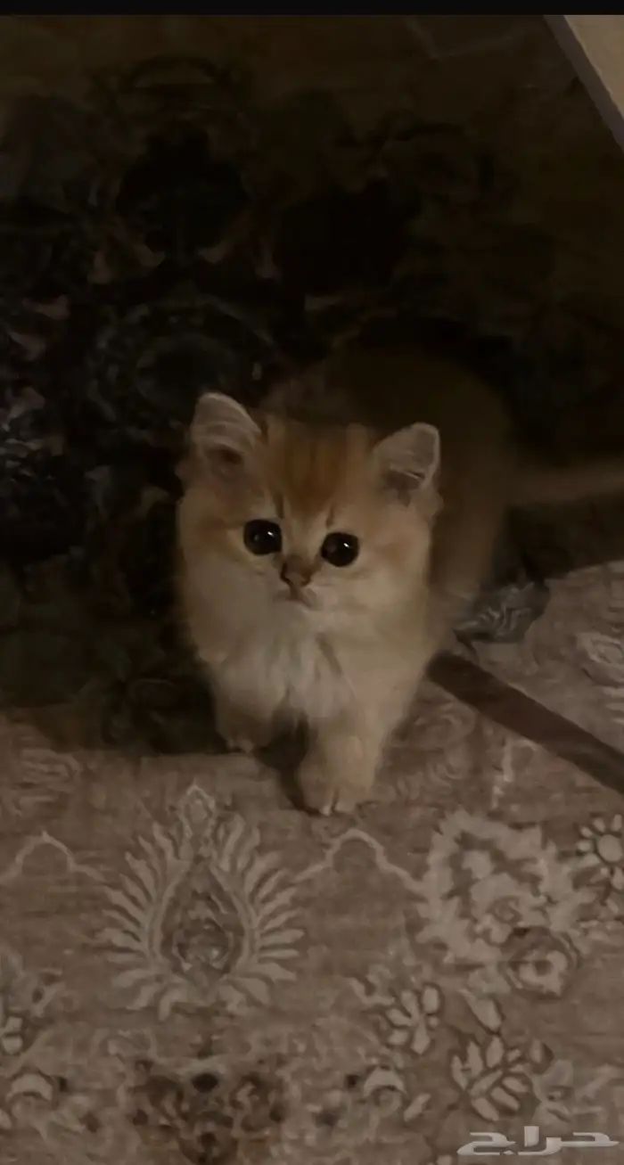 قطه سكوتش ستريت 1