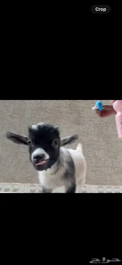 تيس رضيع ذكر index