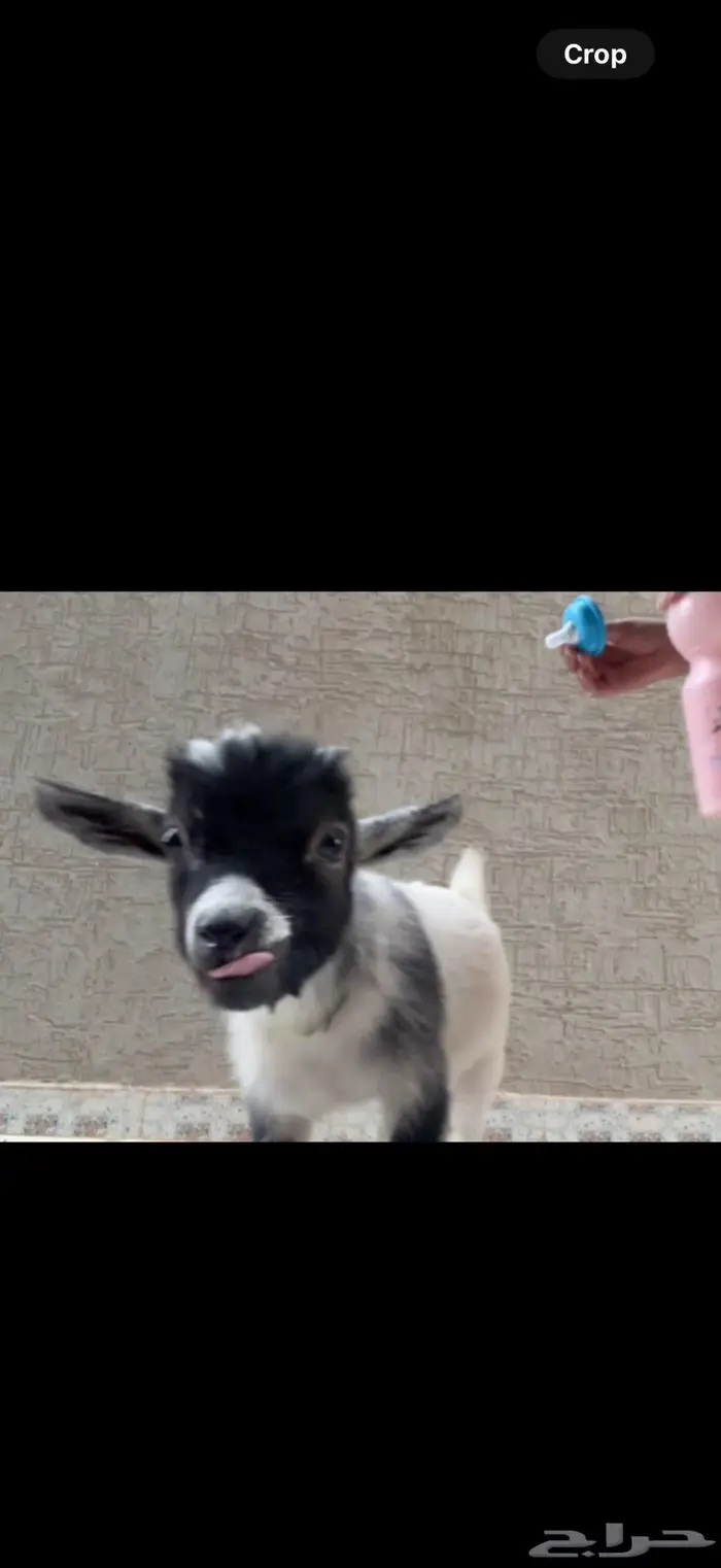 تيس رضيع ذكر 0