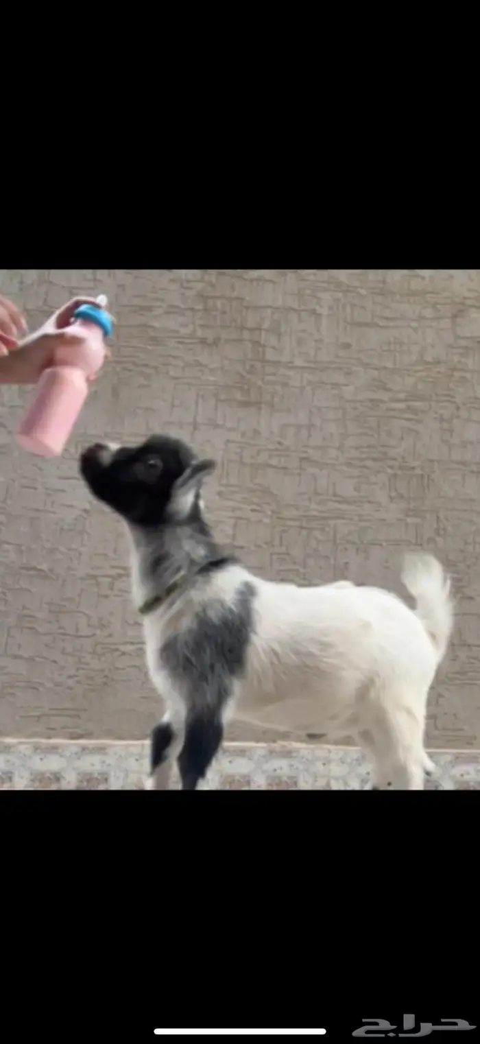 تيس رضيع ذكر 1