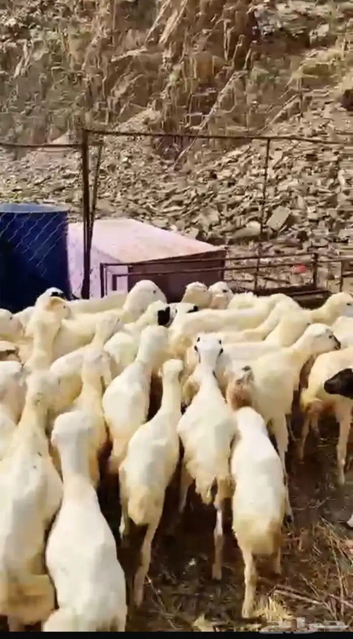 رخال رفيديات 0