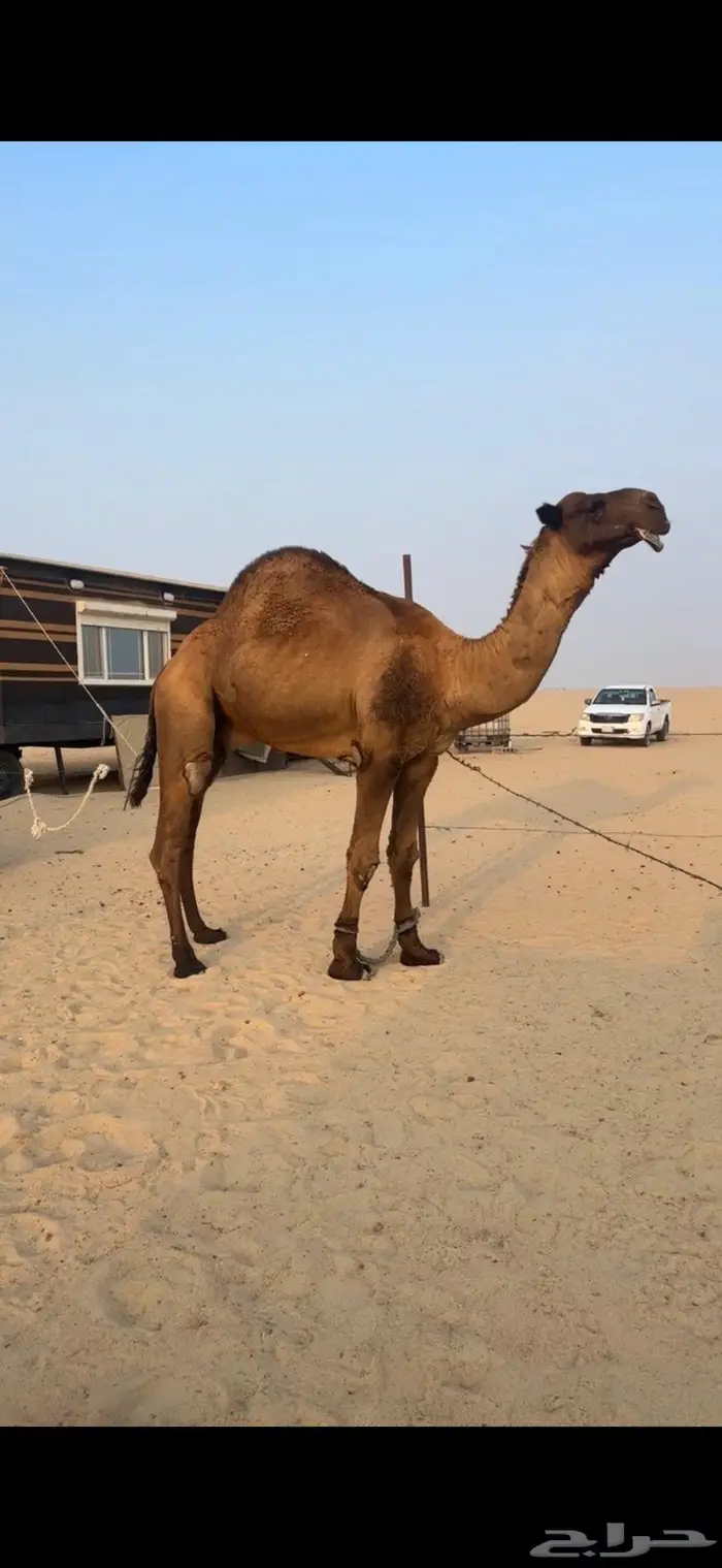 جذع اصفر دبياني 1