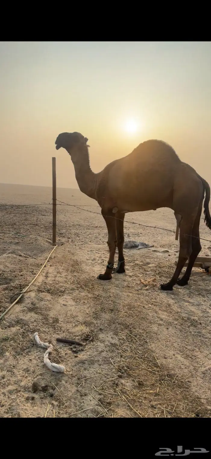 جذع اصفر دبياني 2